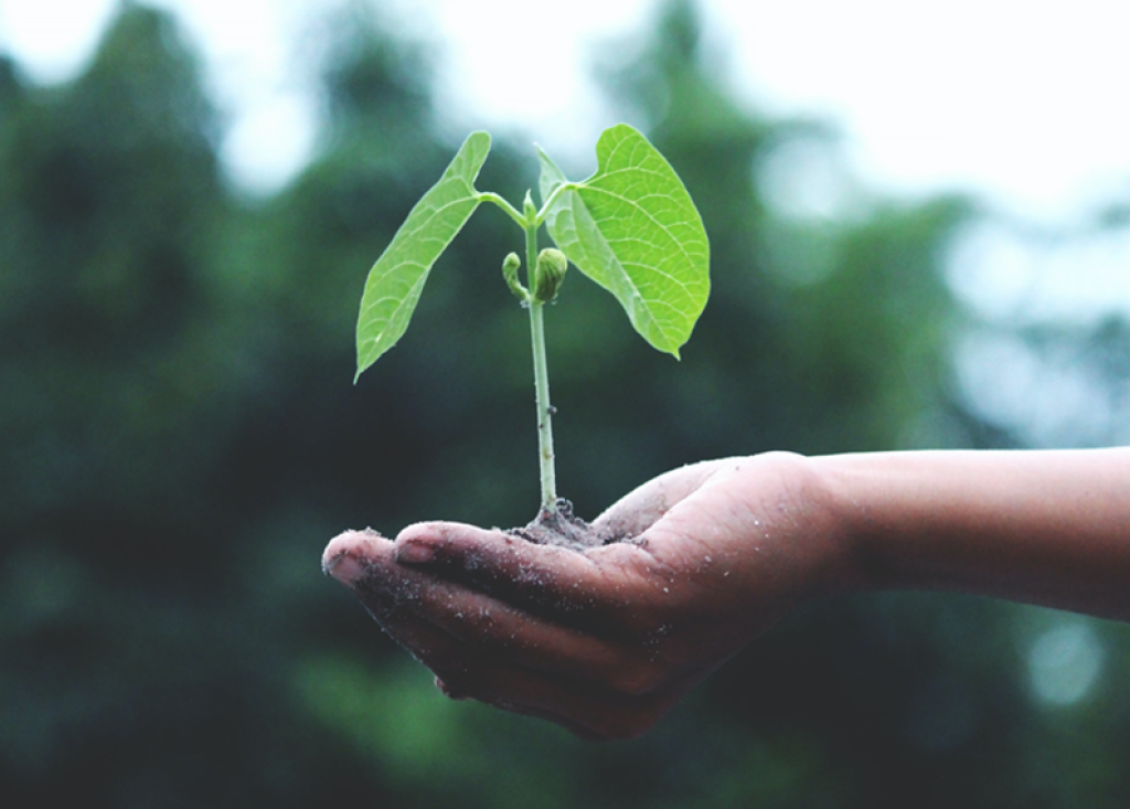 Supporting Sustainability, image of a seedling held in a person's hand